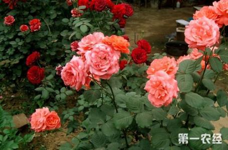 月季花的栽培方法 月季花的栽培 月季花怎么养之月季花栽培方法