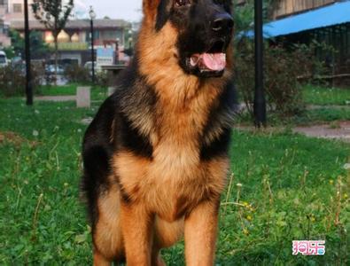 冬季常喝汤健康又保暖 冬季犬舍保暖的实用小技巧