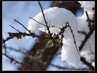 我愿长伴青灯古佛美文 我愿是雪花【情感美文】