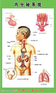 怎样调节内分泌系统 内分泌系统