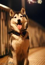 狗狗美容护理步骤 正规狗狗美容包括七个步骤