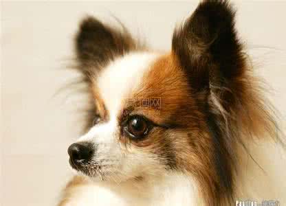 没有尾巴的蝴蝶犬 蝴蝶犬有头皮屑怎么办