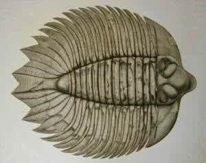 平壁加肋的目的是 裂肋三叶虫目