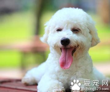 适合家养的中小型犬 有哪些适合家养的小型犬