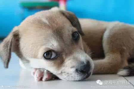 五大脾气最暴躁的狗狗 狗狗日常护理五大常见疏忽