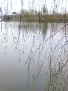 落花流水唯忆君 忆君恰似东流水