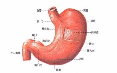 八大器官的临终遗言 身体器官分布 喝一次酒 身体八大器官都受累！！！