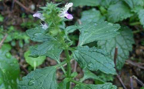 山林植物 中药别认错！山林下的这种植物可不是藿香，也不治中暑