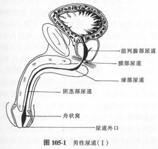 尿分叉是怎么回事 尿分叉是怎么回事 如何治疗尿分叉