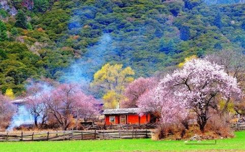 中国林芝 相约林芝，寻访中国最美的春天