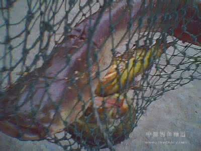 野钓鲶鱼技巧 【江湖钓技】野钓鲶鱼必杀技!