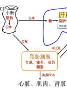 促进脂肪代谢的食物 六大红黑食物 让脂肪加速代谢