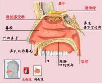 慢性鼻炎如何根治 如何治疗慢性鼻炎