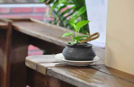 卧室放什么植物最好 绿萝可以放在卧室吗