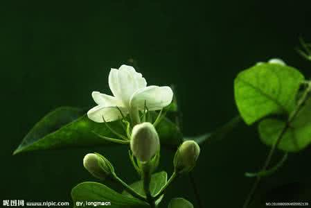 象征友谊的花 象征友谊的花 象征着爱情和友谊的茉莉花