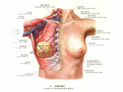 产后乳房护理ppt 产后乳房护理ppt 产后乳房护理怎么选文胸