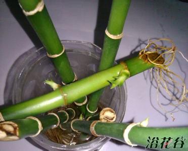 富贵竹侧面发芽 富贵竹发芽后怎么办