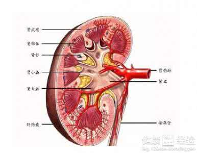 慢性肾功能衰竭的护理 慢性肾功能衰竭的护理方法