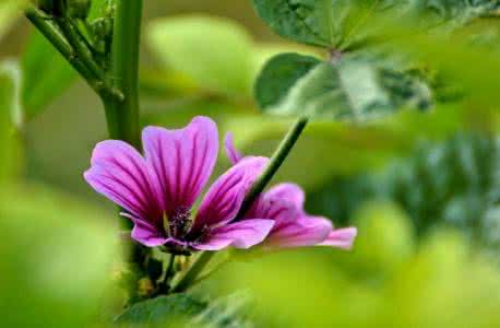 锦葵的花语 锦葵花养殖 锦葵花花语