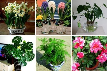 最适合家里养的花 适合家里养的花卉