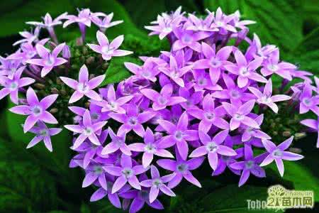 繁星花 繁星花 【繁星花的养护方法】繁星花怎么养