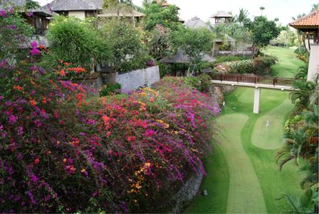 只为看清你的容颜 荷塘月色 荷塘月色，初见你的容颜