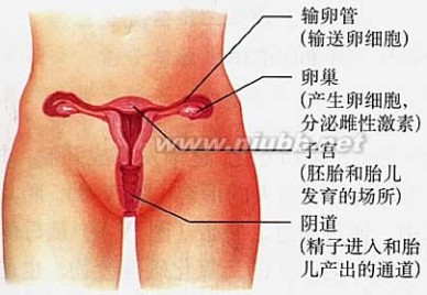 女人的秘密1 电视剧 图解:女人阴蒂的九个秘密