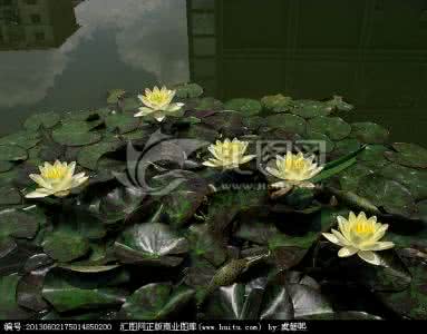 余忆年少时 住西湖 【七绝】西湖忆游（二） 借韵和月影睡莲《春（下）》