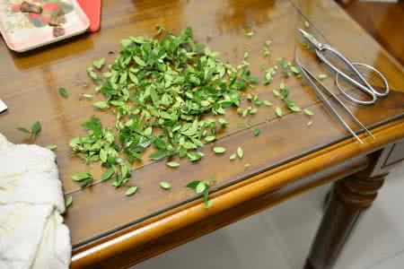 盆景栀子花修剪图解 【盆景技艺】栀子花控叶修剪