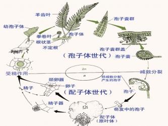 植物的世代交替 世代交替（植物）