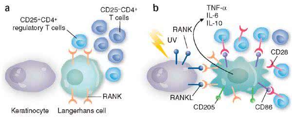 免疫系统紊乱怎么办 免疫系统紊乱 免疫系统紊乱怎么办
