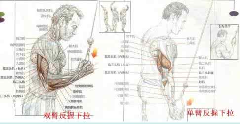肱三头肌锻炼动作 肱三头肌 全套肱三头肌锻炼方法动作图解