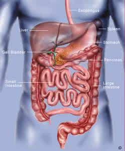 胃肠道间质瘤的治疗 胃肠道病变 正常胃肠道及胃肠道基本病变