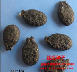 蔬菜种子大全 第一大问题:种子问题--到底蔬菜种子能留种再种吗