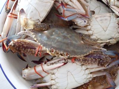 海蟹死了还能吃吗 海蟹死了能吃吗 海蟹死了还能吃吗