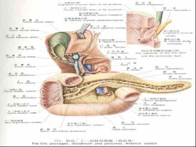 胆管恶性肿瘤早期症状 胆管肿瘤早期症状 胆管肿瘤早期有什么症状?