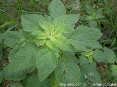 野菜苋菜 野苋菜(刺苋)【中国常见野菜及其食用之四】