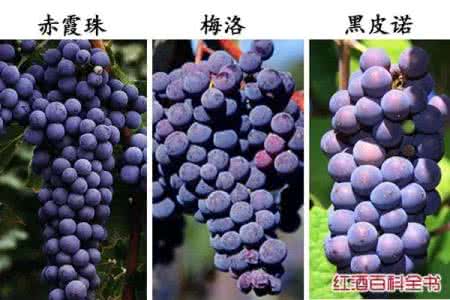 黑皮诺 梅洛 赤霞珠、梅洛和黑皮诺三种葡萄酒究竟有哪些不同？