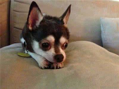 狗狗一直抖怎么回事 狗狗发抖怎么回事