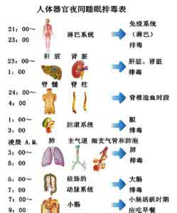 晚上睡觉排毒时间表 身体排毒时间表 不睡不排毒？：谣言1：