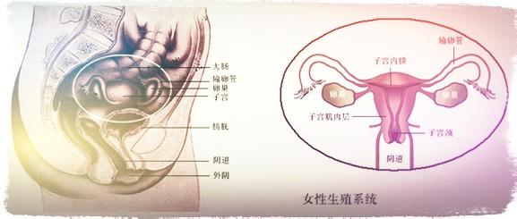 盆腔积液的原因是什么 盆腔积液的原因 了解什么是盆腔积液