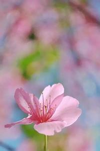 花儿为你开 花儿为你开~(美醉了!)