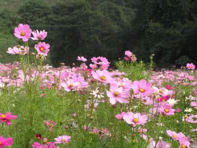 波斯菊图片 波斯菊图片 【波斯菊】波斯菊的详细介绍