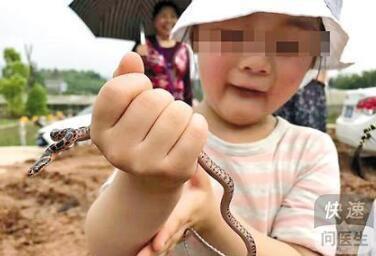 粗心家长 4岁女童玩耍时被毒蛇咬伤 粗心家长2天后才发现