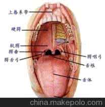 舌头图片集 望舌.图片集(中医诊断)