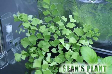 水陆缸植物 盘点20种水陆缸可选植物