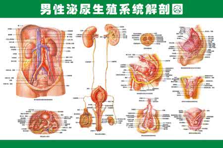 人体解剖生理学作业 《人体解剖生理学》第十章_泌尿系统