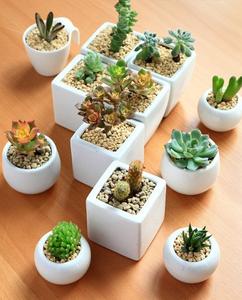 多肉植物花盆选择 多肉植物如何正确选择植料、花盆