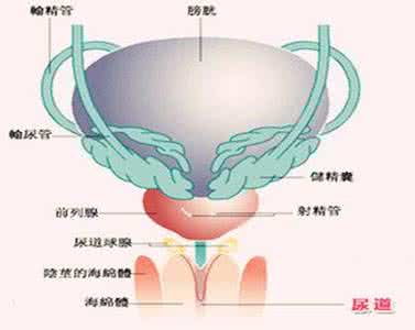 泌尿系统感染的症状 泌尿系统感染的症状 注意泌尿系统的卫生