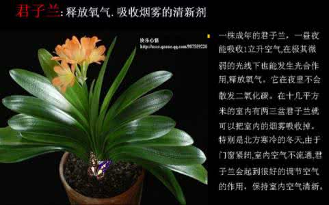 家庭养花大全 家庭养花奇招(珍藏版)